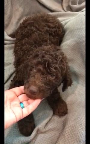 Labradoodle Stud 29159