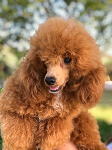 Jensen Beach Goldendoodles