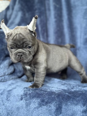 French Bulldog Stud 31828