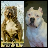 Precision Bullies American Pit Bull Terrier breeder