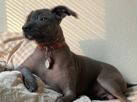 Xoloitzcuintle thumbnail