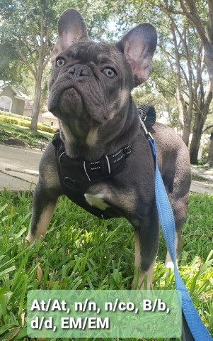 Diamond Paw Frenchies