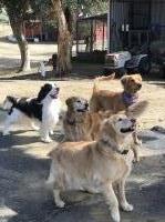 Lori Harding - English Springer Spaniel Stud