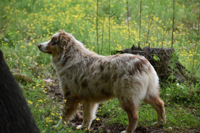 AKC Australian Shepherd