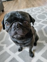 Allison Binder - Pug Stud