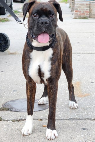 Boxer Stud 31782