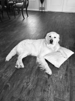 Julie Jones - Golden Retriever Stud