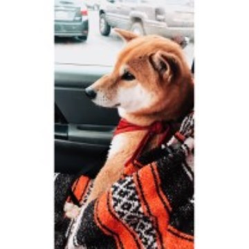 Deanna Shiba Inu Stud In Ellensburg Washington