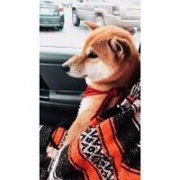 Deanna - Shiba Inu Stud