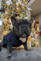 Steve Aguirre - French Bulldog Stud