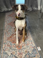 David W - Louisiana Catahoula Leopard Dog Stud