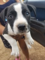 Tony Pitbull Family American Pit Bull Terrier breeder