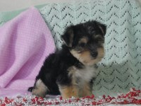 Yorkipoo thumbnail