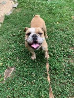 Lewis E Hunt - English Bulldog Stud