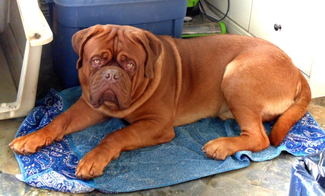 KeyStone.K9 Dogue de Bordeaux