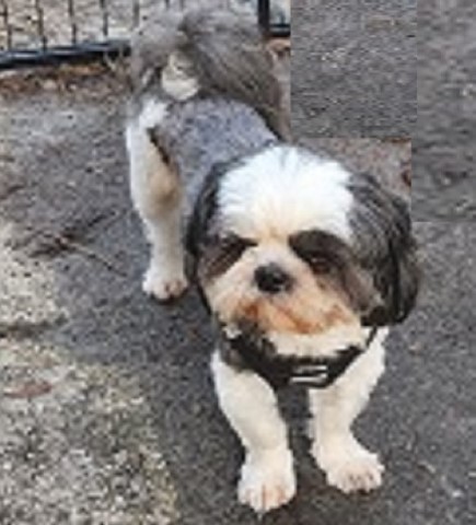 Shih Tzu Stud 31306