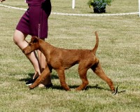 Takala Trails Terriers Airedale Terrier breeder