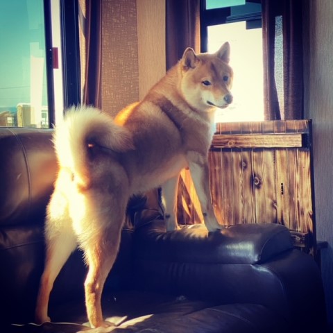 Dakine Shiba Inus Oregon and California