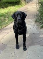 Renee - Labrador Retriever Stud