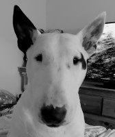 Beth Parker - Bull Terrier Stud