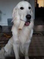 Kara Pollington - Golden Retriever Stud