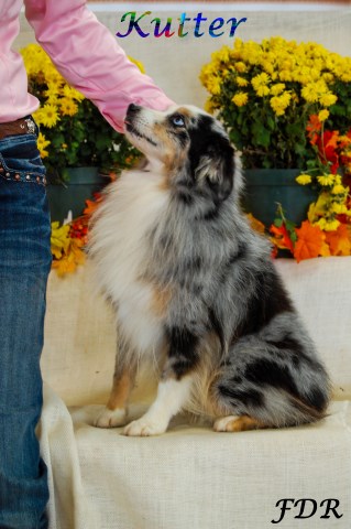 Flaming Dill Ranch Aussies