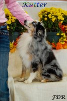 Flaming Dill Ranch Aussies Miniature Australian Shepherd breeder