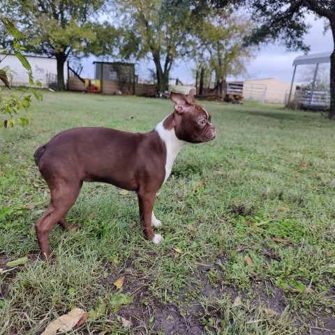 Boston Terrier Breeder 31121