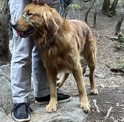 Contango Goldens