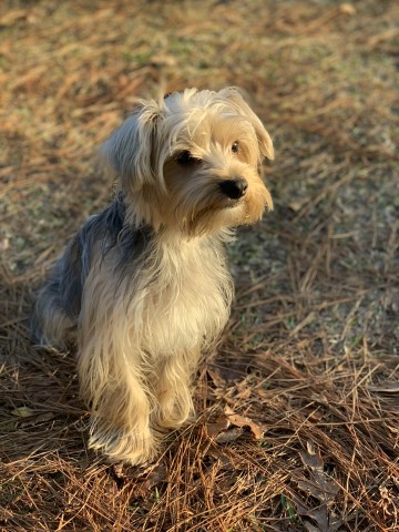 Yorkshire Terrier Stud 30321