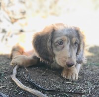 Kris price - Dachshund Stud