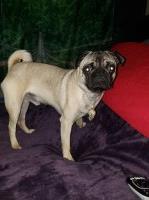 Aaron - Pug Stud