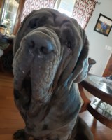 Neapolitan Mastiff thumbnail