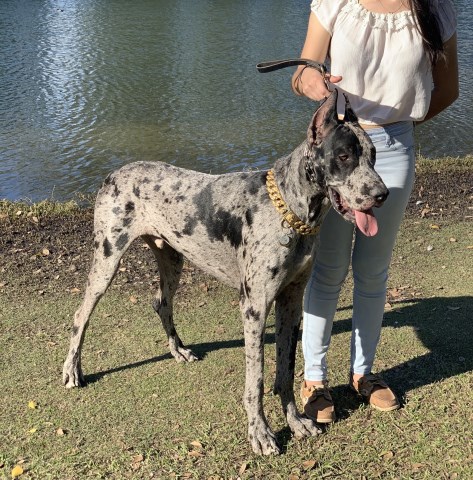 Great Dane Stud 27481