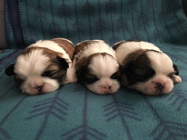 Shih Tzu Breeder 18653