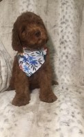 English Manor Arabians Labradoodle breeder