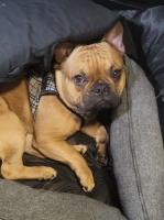 Devin Anderson - French Bulldog Stud