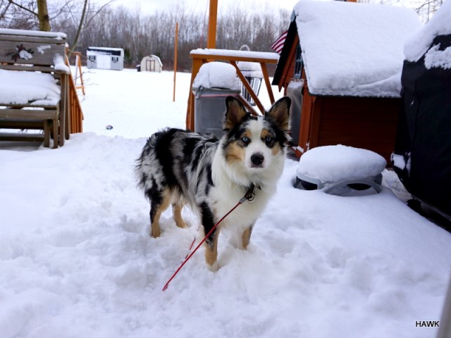 Australian Shepherd Dog Stud 30364