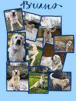 Elena Anthis - Golden Retriever Stud