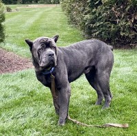 Danil Osipov - Cane Corso Stud