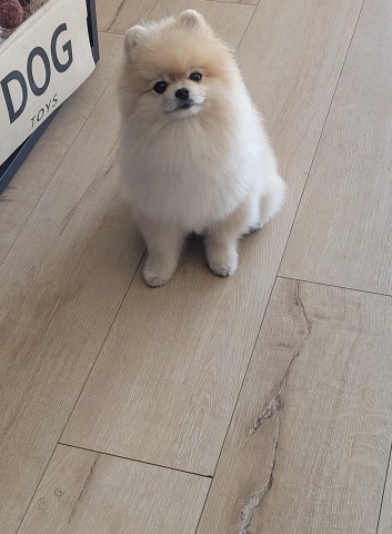 Pomeranian Stud 30380