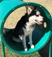 Sierra - Siberian Husky Stud