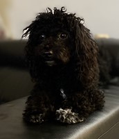 PP Toy Poodle  and Maltese