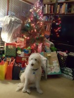 david f dahlman - Goldendoodle Stud