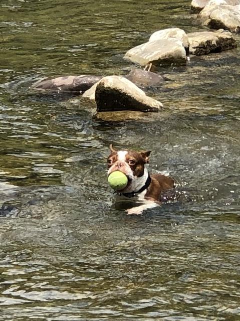 Boston Terrier Stud 26545