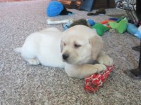 Kathy - Labrador Retriever Breeder Labrador Retriever breeder