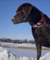 Mason - Labrador Retriever Stud