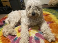 Ashley - Goldendoodle Stud