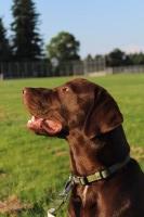 Alexandra Azorr - Labrador Retriever Stud