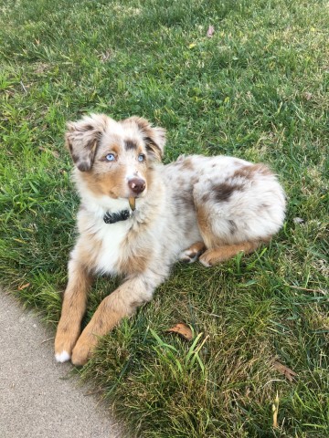 Miniature Australian Shepherd Stud 28679